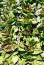 Close up of many heads of green lettuce ready for harvesting Royalty Free Stock Photo