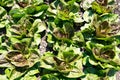 Close up of many heads of green lettuce ready for harvesting Royalty Free Stock Photo