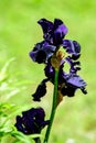 Close up of many large dark blue iris flowers in a sunny spring garden, beautiful outdoor floral background Royalty Free Stock Photo