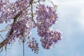 Close up of many light blue Wisteria flowers and large green leaves towards clear blue sky in a garden in a sunny spring day, Royalty Free Stock Photo