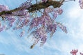 Close up of many light blue Wisteria flowers and large green leaves towards clear blue sky in a garden in a sunny spring day. Royalty Free Stock Photo