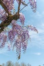 Close up of many light blue Wisteria flowers and large green leaves towards clear blue sky in a garden in a sunny spring day, Royalty Free Stock Photo