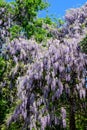 Close up of many light blue Wisteria flowers and large green leaves towards clear blue sky in a garden in a sunny spring day,