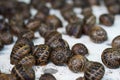 Helix aspersa snails at a snail farm