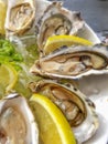 Close up from many opened oysters on a plate, top view with lemon and ice