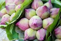 Close up many pink lotus