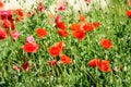 Close up of many red poppy flowers and blurred green leaves in a British cottage style garden in a sunny summer day, beautiful