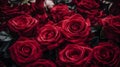 Close-up, many red roses. Illustration for a website with flowers