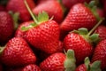 Close up of many ripe strawberry fruits