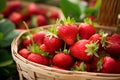 Close up of many ripe strawberry fruits