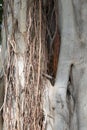 Among the Hawaiian Banyan Tree Roots