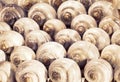 Close up of many snail shells that are used as a background