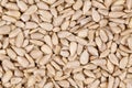 Close up of white dehulled sunflower seeds Royalty Free Stock Photo
