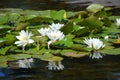 Close up of many white water lily flowers Nymphaeaceae in full bloom on a water surface in a summer garden, beautiful outdoor fl Royalty Free Stock Photo