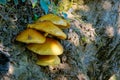 Wild mushrooms