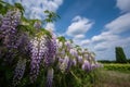 close up of many wisteria flowers in the field in green grass in the wind against blue sky with clouds. Generative AI. Royalty Free Stock Photo