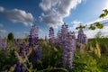 close up of many wisteria flowers in the field in green grass in the wind against blue sky with clouds. Generative AI. Royalty Free Stock Photo