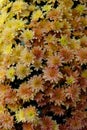 many yellow and orange chrysanthemum flowers background Royalty Free Stock Photo