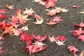 Close up of many yellow red dead tree leaves lying on wet floor street on a rainy day Royalty Free Stock Photo