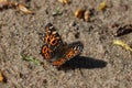 Close-up of Map butterfly araschnia levana spring season brood with open wings view sitting on grey wet sand