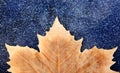 Close up on maple autumn leaf on gray background. Royalty Free Stock Photo
