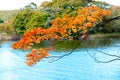 Close up maple branch tree on lake back ground, orange maple leaves in autumn season Royalty Free Stock Photo