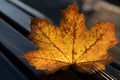 Close up of a maple leaf in autumn. The sheet is on a dark wooden bench. The sun shines through the leaf from behind. The leaf is Royalty Free Stock Photo