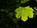 Close-up of maple leaf brightly lit by backlight in dark forest Royalty Free Stock Photo