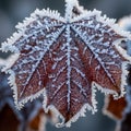 The background is softly blurred emphasizing the detailed frost on the leaf Royalty Free Stock Photo