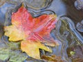 Close-up of a Maple leaf floating in a stream Royalty Free Stock Photo