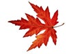 Close up of a maple leaf isolated on white background Royalty Free Stock Photo