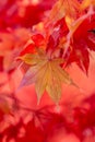 A close up of a maple leaf on a tree in autumn, with a shallow depth of field Royalty Free Stock Photo