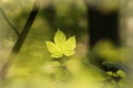 close up of a maple leaf on tree branch in the forest sunny spring morning fresh sunshine Royalty Free Stock Photo