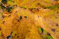 Close up of a maple leaf turning color in autumn Royalty Free Stock Photo