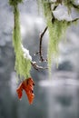 Close-up of a maple leaf and usnea in the winter, Salt Spring Island, BC Canada Royalty Free Stock Photo