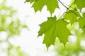 Close up of Maple leaves Royalty Free Stock Photo