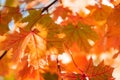 Close-up maple leaves on tree. Autumn fall background. Colorful foliage Royalty Free Stock Photo