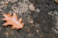 Close up of maple oak dead leaf lying on rock with moss Royalty Free Stock Photo