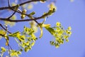 Close up of maple tree buds