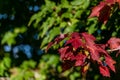 Close up of maple tree, leaves turning fall colors as a nature background, red and green maple leaves Royalty Free Stock Photo