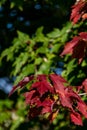 Close up of maple tree, leaves turning fall colors as a nature background, red and green maple leaves Royalty Free Stock Photo