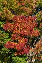 Close up of maple tree, leaves turning fall colors as a nature background, red, yellow, orange, and green maple leaves Royalty Free Stock Photo