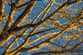 Close-up of a maple tree in Salt Spring Island, BC, Canada Royalty Free Stock Photo