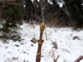 Close-up maple twig in winter