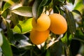 Close up Maprang or Bouea macrophylia or Griffith,local Thai fruit growing up in the garden ,fresh and sweet. Royalty Free Stock Photo