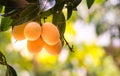 Close up group of Maprang or Bouea macrophylia or Griffith,local Thai fruit growing up in the garden ,fresh and sweet. Royalty Free Stock Photo