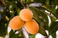 Close up group of Maprang or Bouea macrophylia or Griffith,local Thai fruit growing up in the garden ,fresh and sweet. Royalty Free Stock Photo