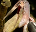 A close-up of an marabu