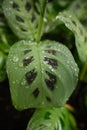 Close-up of Maranta leuconeura aka prayer plant Royalty Free Stock Photo