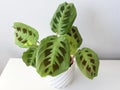 Close up of maranta leuconeura kerchoveana, prayer plant Royalty Free Stock Photo